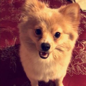 Meet your Posher, Eva